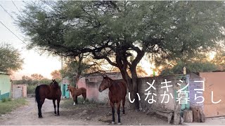 夕方のただの散歩なのに癒しが凄かった【田舎くらし】