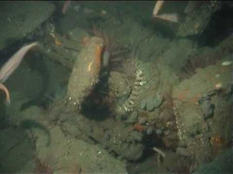 Bayern Turrets, Scapa Flow