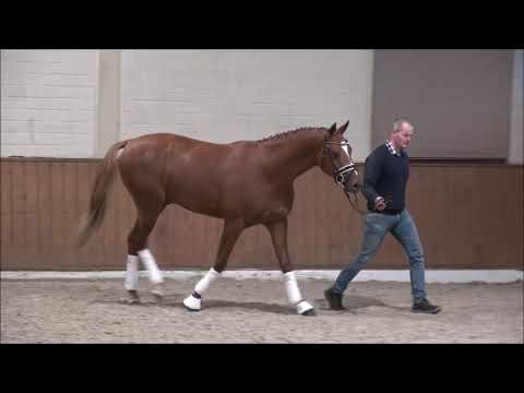 29. Mecklenburger Körtage - Kat.Nr. 22  Hengst v. MarcCain x Dimension