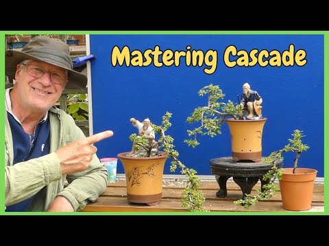How to Master Cascade Bonsai in 4 Easy Steps