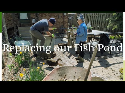 Replacing Our Fish Pond