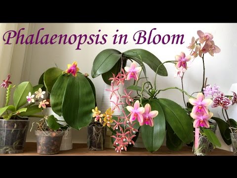 Windowsill Phalaenopsis in Bloom in March