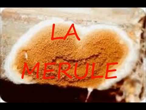 comment traiter merule