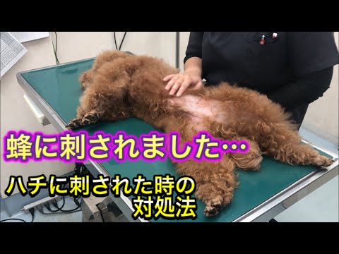 蜂が犬を刺したらどうするか