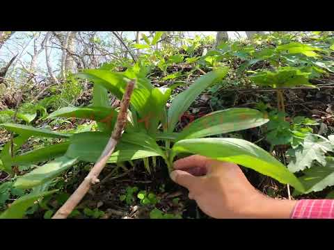 ユゴヴォについて詳しく解説