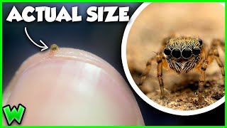 Meet the World’s SMALLEST Jumping Spider (ft. @CoolCrittersYT )