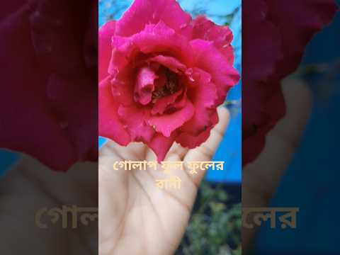 #flowers #click_album #parsonl_photo_shoot