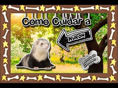 Verme a un cucciolo Il cucciolo ha tirato fuori vermi che fare