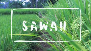 Download lagu Video cinematik sawah | kuningan jawa barat mp3