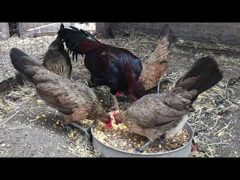 Cobra Asil over Blue Face hens.