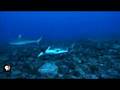 It S A Shark Eat Shark World KQED