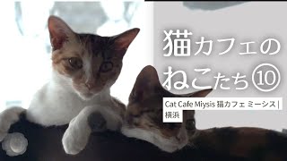猫カフェのねこたち10　猫カフェ ミーシス