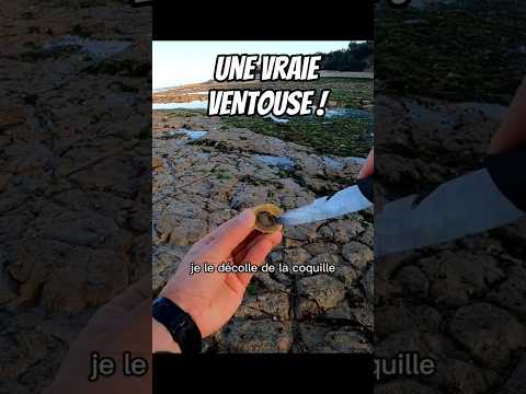 Pêcher Cuisiner Manger le Chapeau chinois pour la première fois ! (Bernique, Patelle)