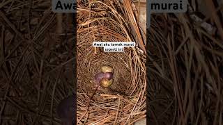 Download lagu The story of the beginning of stone magpie farming #stonemagpiefarming mp3