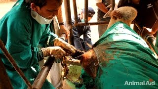 20 kgs (45 pounds) of plastic removed from bull's stomach in India