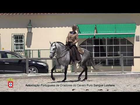 210717 14 Iquivo das Lezirias - Aprovação de Garanhões