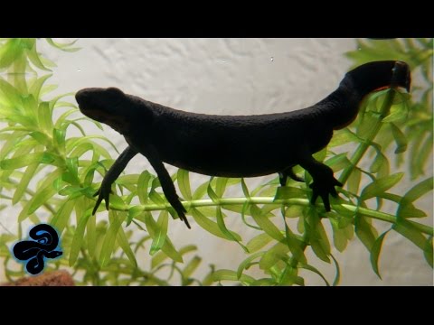 Čínsky mlok s ohnivým bruchom Cynops orientalis pri kŕmení