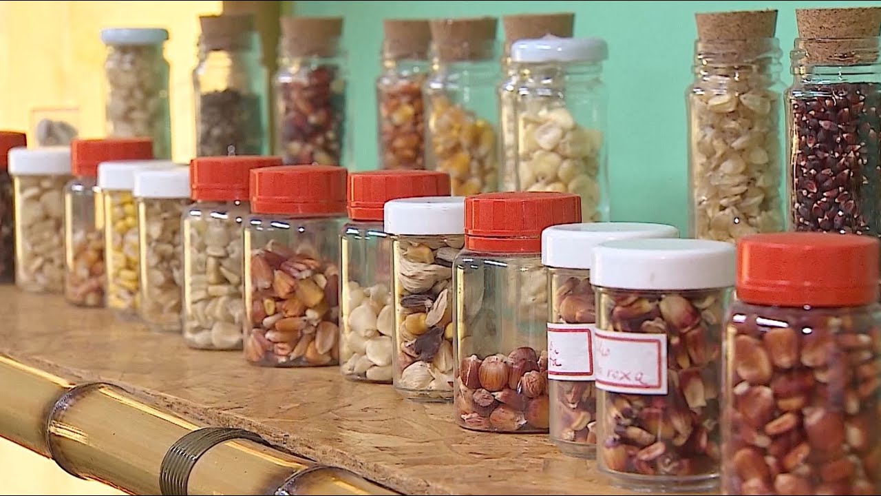 Conheça um grupo de agricultores familiares que ajudam a preservar sementes crioulas