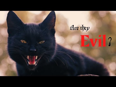 Why Are Black Cats Considered Evil? | Origins of a Superstition