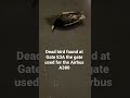 Dead bird 🦅 found in abandoned A380 Jetway