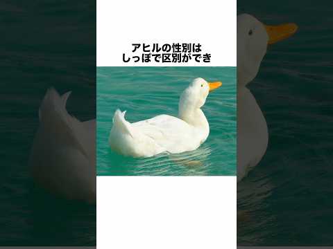 大西洋の森の動物: 鳥、哺乳類、爬虫類、両生類