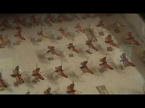 Insectario de Argel, un arma contra plagas en los huertos