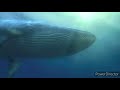 Whale Underwater And Mouth Views From Finding Nemo Scenes