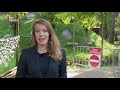 Wolven ontsnapt in Dierenpark Amersfoort, kuil onder het hek gegraven [RTV Utrecht]