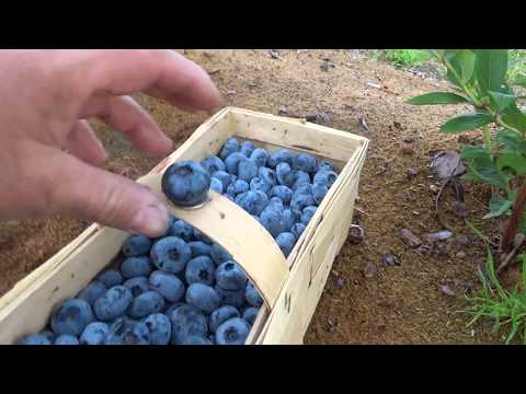 uprawa borówki#Borówka amerykańska#Chandler#Komunikat sadowniczy 137 z 15.03.2019 Paweł Kazana