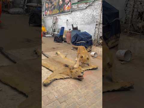 Dady plz come back😭💔alvida simba wapis aja😭💔#ytshorts #petlover #youtubeshorts #wildlife #cat
