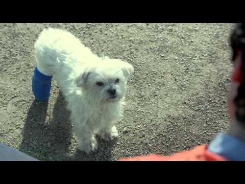 Dog in cast   Amazon Prime TV Commercial