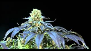 White Siberian marijuana strain by Dinafem Seeds in 4K