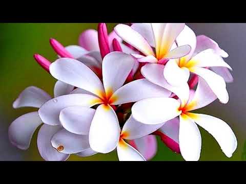 NICE  FLOWERS  FOR  YOU  !