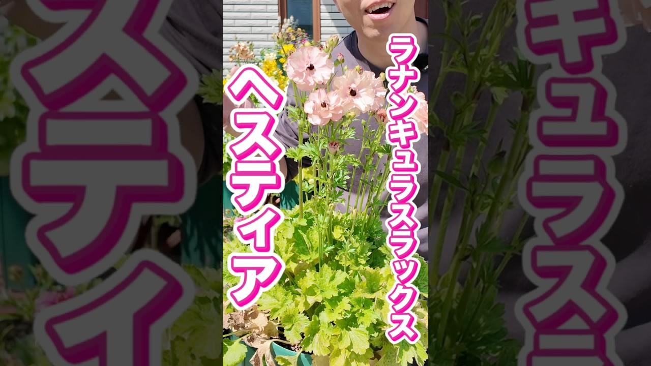 ヘスティアちゃん　ラナンキュラスラックス #園芸 #ガーデニング #農業 #花
