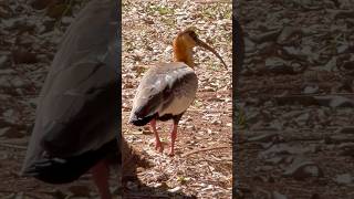 Incrível o bico dessa Ave! (Curicaca) #aves #passaros