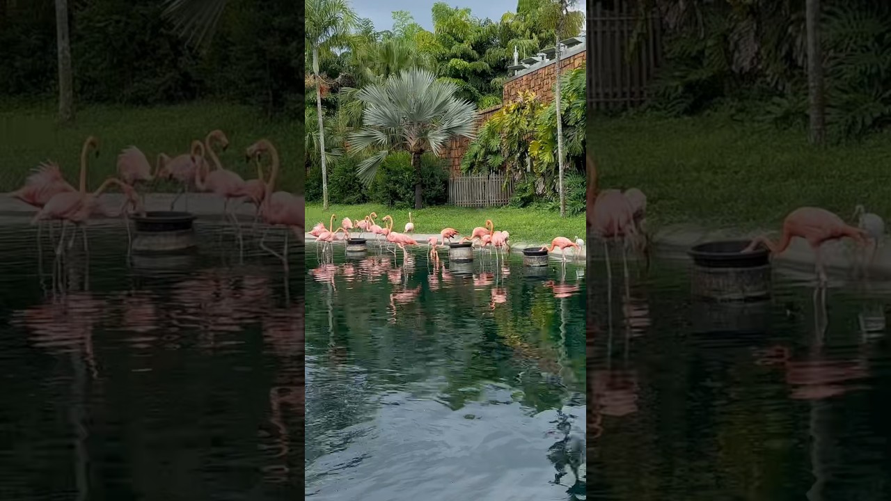 Bright pink flamingos in Miami🦩