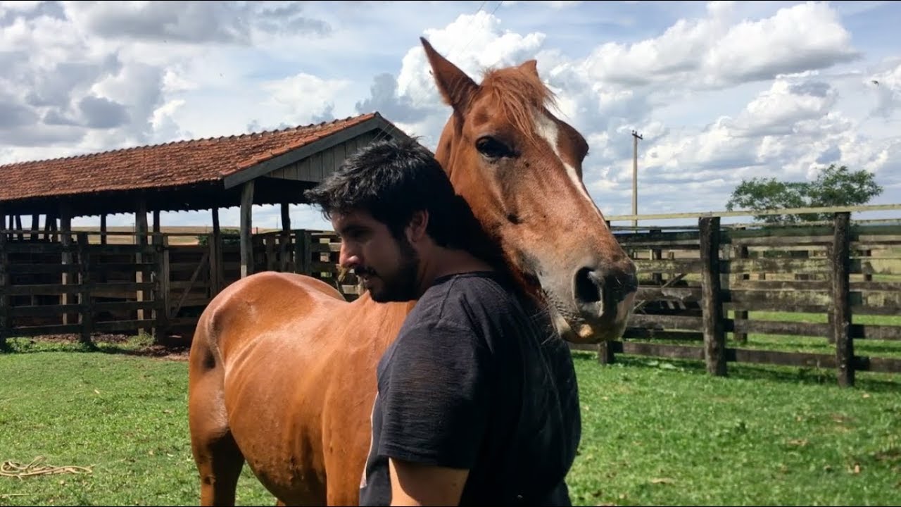 Como Se Comunicar Com Seu Cavalo?