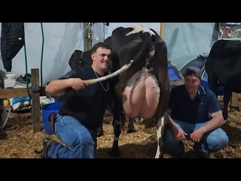 VACAS PRODUZ 67 LITROS E 900 GRAMAS 2 ORDENHAS EM CRISTINA MG 