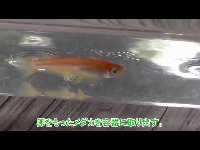 メダカの繁殖 メダカの産卵 メダカの卵の孵化を成功させる手順 メダカの飼育 飼い方を知ろう アクアリウムなら大分めだか日和