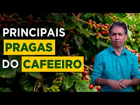 Tudo Sobre o Manejo de Pragas na Lavoura de Café