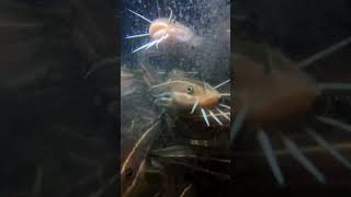 ああああああああ～～～～～～(ゴンズイ発声練習中?) #水中撮影