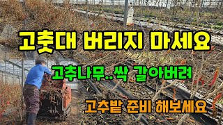 고춧대 그냥 버리지 마세요 그 많던 고추나무를 싹 갈아버렸습니다 고추밭 준비 시기