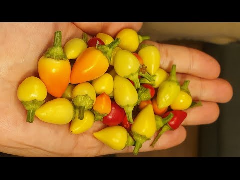 , title : 'زراعة الفلفل الحار من البذور الى الثمرة بمقطع فيديو واحد  _ Growing hot peppers from seeds'