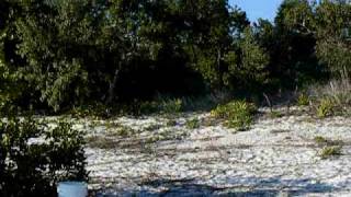 preview picture of video 'Everglades Picnic Key Camping site 360*'