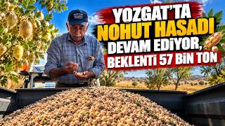 Yozgat'ta nohut hasadı devam ediyor, beklenti 57 bin ton