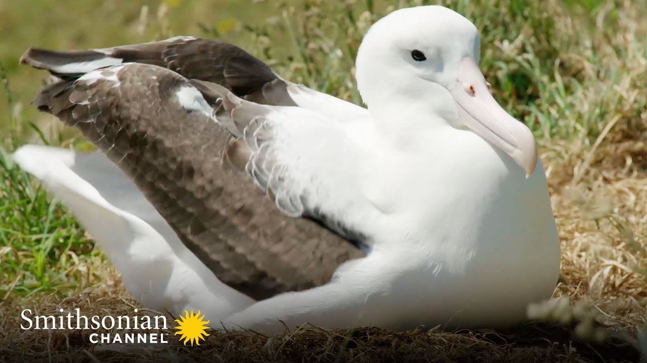 Royal Albatross - Smithsonian Channel
