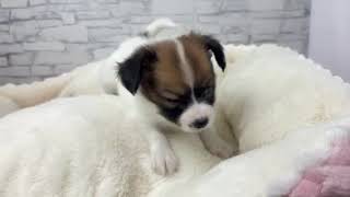 パピヨンの動画01