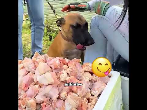 This dog is busy dealing with dangers every day #pets #cute #funny #shorts