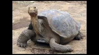 Lonesome George - Hollerado (Acoustic Cover)