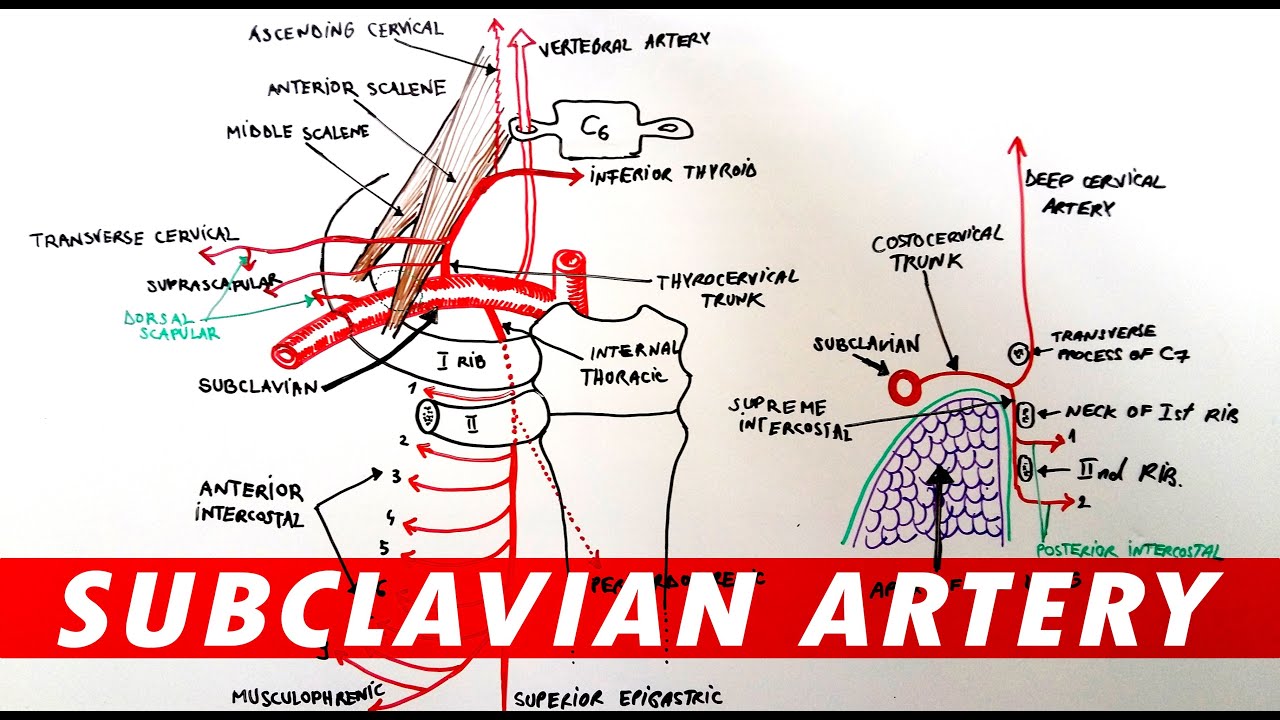Anatomy - Subclavian artery branches